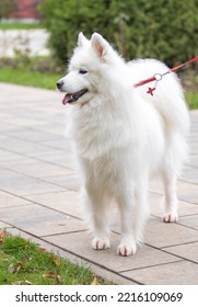 White Fluffy Dog Close-up On The Street.