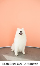 White fluffy dog samoyed on backgrounds