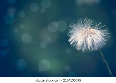 white fluffy flower coltsfoot in natural background, ripe seeds, macro