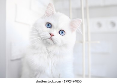 white fluffy kitten with blue eyes close up portrait indoors