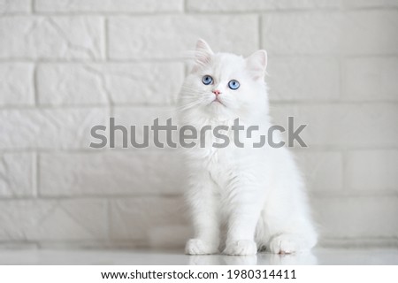 white fluffy kitten with blue eyes posing indoors