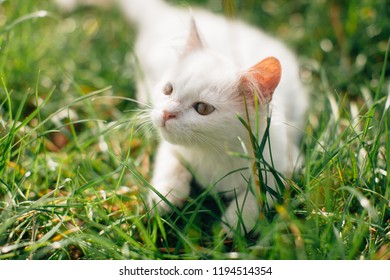 Kitten Portrait Long Haired Cat With Green Eyes Stock Photos