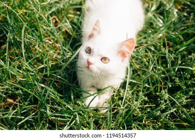 Kitten Portrait Long Haired Cat With Green Eyes Stock Photos