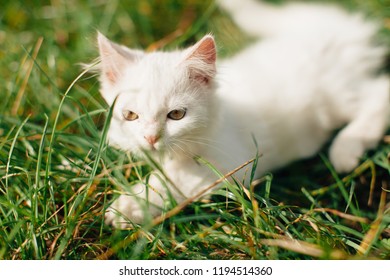 Kitten Portrait Long Haired Cat With Green Eyes Stock Photos