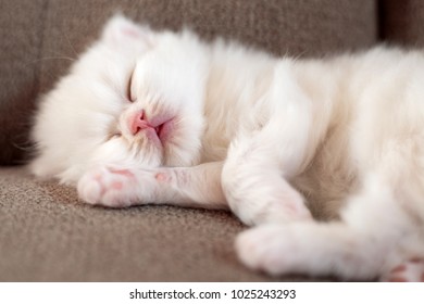 White fluffy kitten of Scottish breed sweetly asleep - Shutterstock ID 1025243293