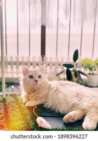 White Fluffy Munchkin Cat Pet Paws