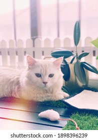 White Fluffy Munchkin Cat Pet Paws