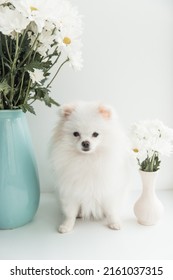 White fluffy Pomeranian with white flowers