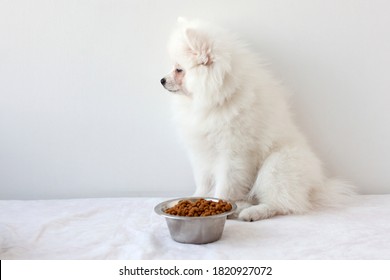 A white fluffy Pomeranian puppy sits near an iron bowl of dry food and looks the other way, not eating.
