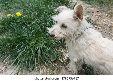 White Fluffy Pretty Of Maltese Lapdog Stay Running On A Green Lawn. Dog Walking On The Grass Outdoors. Concept: Veterinary, Canine, Kennel. Bad Grooming Bad Hair. Portrait Of A Little White Terrier.