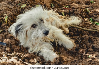 White Fluffy Puppy Laying Down On Dirt