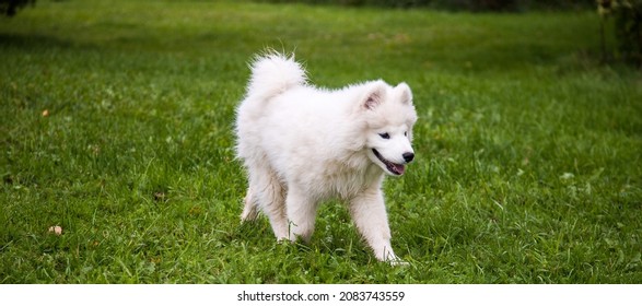 A White Fluffy Puppy Of The Samoyed Breed Runs On The Grass In Summer.