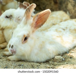 
White fluffy rabbit lay down on a ground.