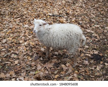 White Fluffy Sheep On A Farm In Autumn