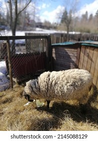 White Fluffy Sheep In A Wooden Animal Enclosure