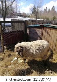 White Fluffy Sheep In A Wooden Animal Enclosure