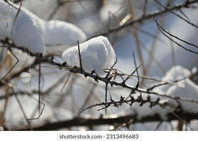 white fluffy snow and dry grass