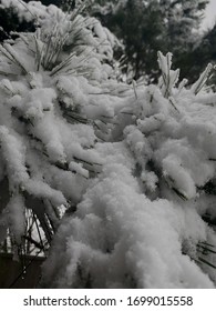 White Fluffy Snowy Pine Needles.