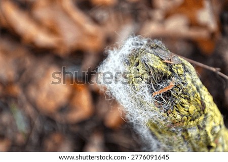 White, fluffy spiderweb material on a weathered tree trunk in the forest