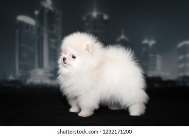 White Fluffy Spitz Puppy On Black Stock Photo 1232171200 | Shutterstock