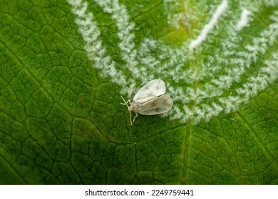White fly on the leaf with its hairy wax like produce under the leaf. It is important and serious pest of agriculture crops. - Shutterstock ID 2249759441