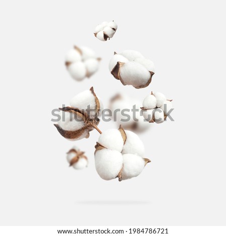 White flying cotton flowers isolated on light gray background. Delicate beauty cotton background. Natural organic fiber, agriculture, cotton seeds, raw materials for fabric