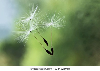 White flying dandelion fluffs on a blurry green background - Powered by Shutterstock