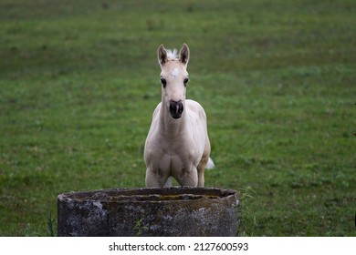 White Foal Standing In Front Of A Well