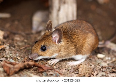 White footed mouse (woodmouse, Peromyscus leucopus) in the nature, springtime