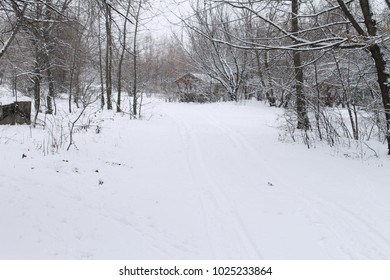 The white forest