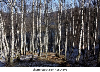 white forest