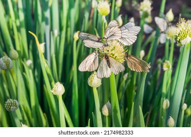 White Forest Butterflies Sit On A Green Shallot Flower In The Garden.