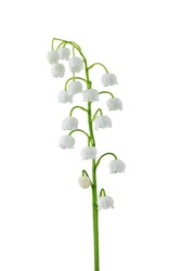 White Forest Lily Of The Valley With Leaves , Isolated On A White Background