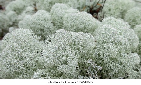 170,282 White moss forest Images, Stock Photos & Vectors | Shutterstock