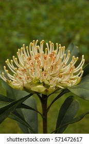 The White Form Of Telopea Speciosissima