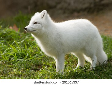 A White Fox