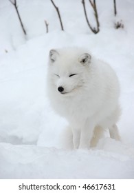 White Fox