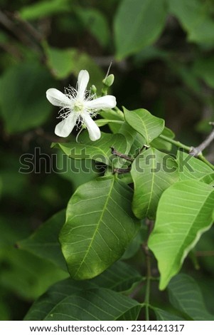 White fragrance flower from Thai Limestone Mountain Wrightia sirikitiae 