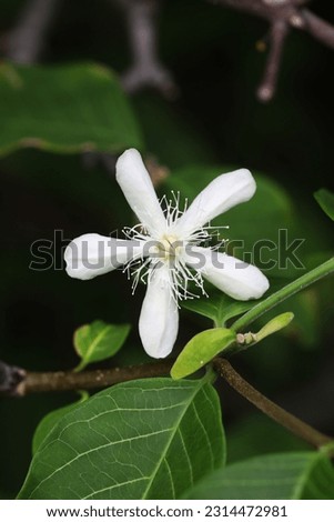 White fragrance flower from Thai Limestone Mountain Wrightia sirikitiae 