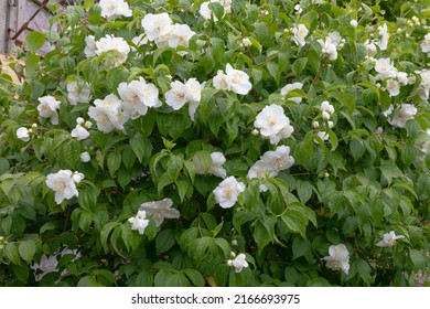 White Fragrant Blooms Of The Philadelphus Or Mock Orange Shrub