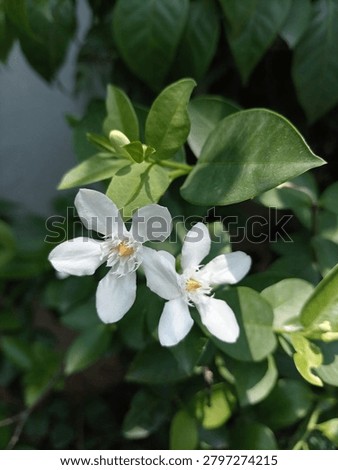 White Fragrant Tagar Flower Macro Photography | Wrightia Religiosa Garden Plant

Keyword:
tagar flower, wrightia religiosa, white tagar, crape jasmine, star jasmine, chandni ful, bengali flower, garden, macro photography, white fragrant, ornamental plant, Bangladesh, yellow center, wrightia antidysenterica, home garden plant, stock photo flower
