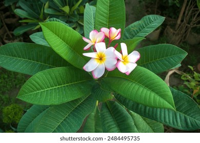 White frangipani blooming on a tree. Plumeria spa flower with sweet yellow, pink, orange, and white hues, complemented by fresh green leaves, ideal for vibrant garden landscapes. - Powered by Shutterstock