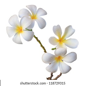 white frangipani flower isolated white - Powered by Shutterstock