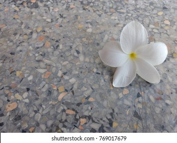 White Frangipani Flower On The Marble Floor. Marble Floor With The White Flower. Top View Of Flower.