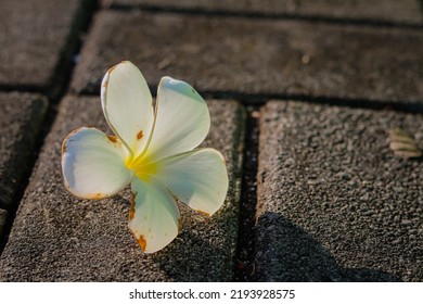 13,681 Vintage frangipani Stock Photos, Images & Photography | Shutterstock