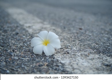 White Frangipani Frangipani On Road Stock Photo 1393427150 | Shutterstock