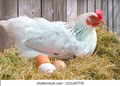 Laying Hen Hd Stock Images Shutterstock