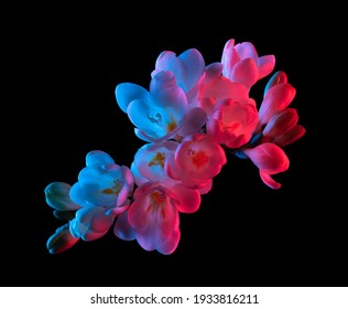White Freesia flowers blooming, pink and blue neon light, top view. Isolated on black background.