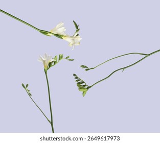 Flores blancas Freesia volando