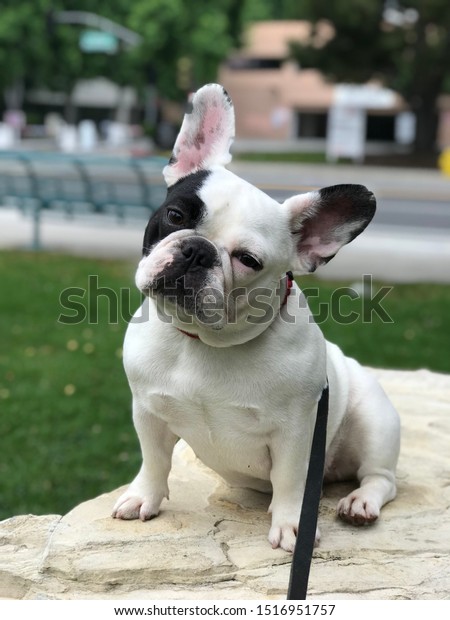 Cute French Bulldog Black And White Spots